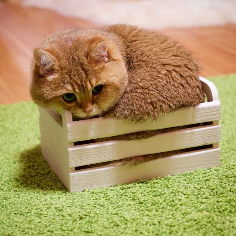 Кошка спит в коробке