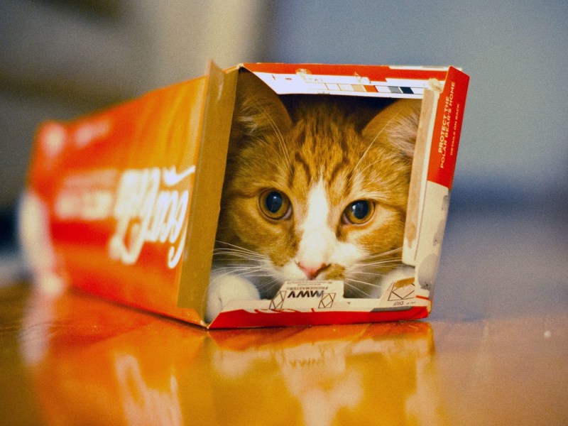 Котик в коробке