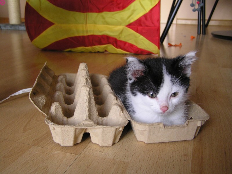 Кошка в коробке