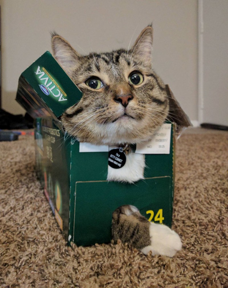 Кот в маленькой коробке
