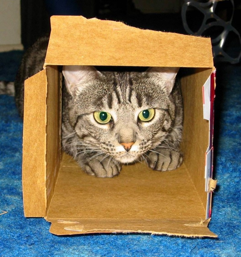 Кошка в картонной коробке