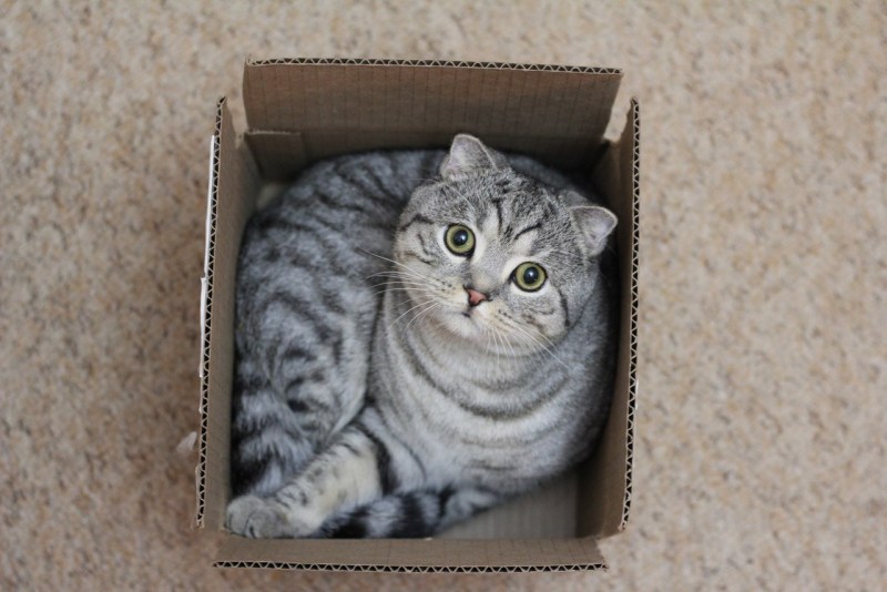 Кошки любят коробки