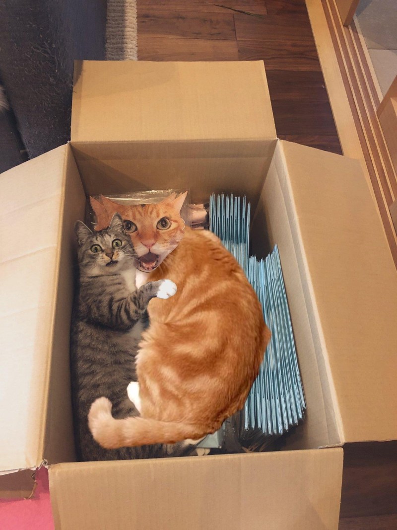 Кот прячется в коробке