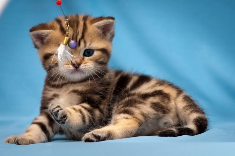 Британские мраморные котята