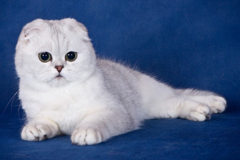 Скоттиш фолд котята