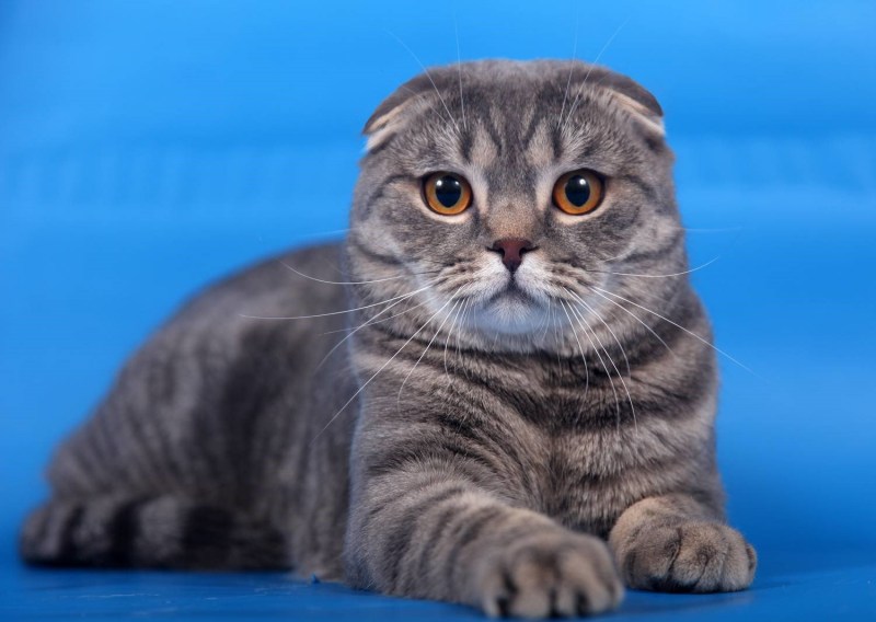 Кошки вислоухие британцы