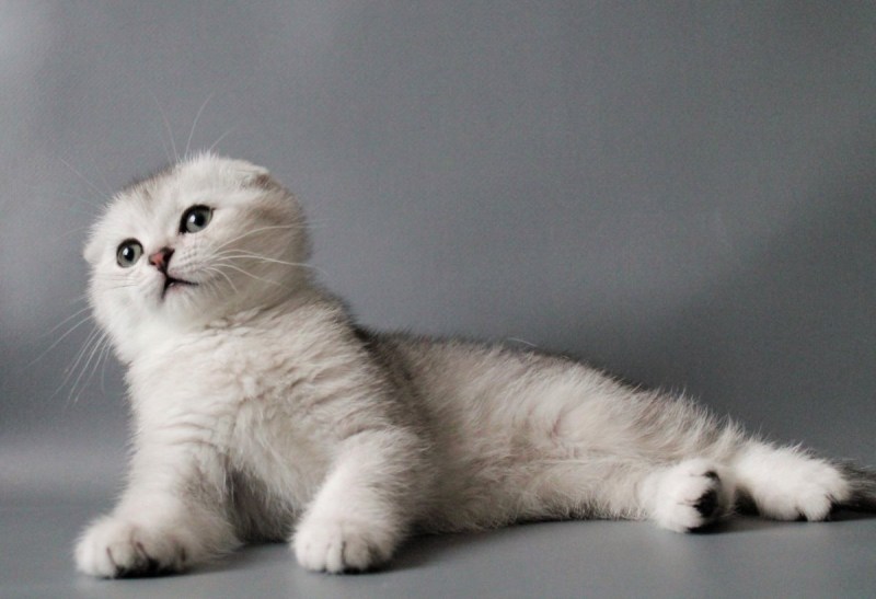 Шотландская вислоухая кошка