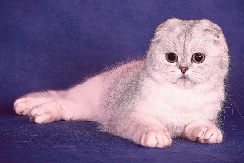 Шотландские вислоухие котята
