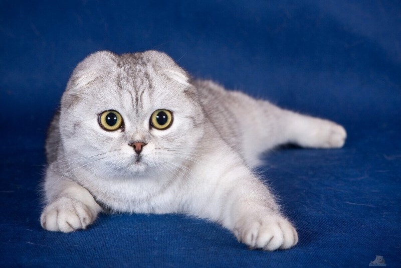 Скоттиш-фолд Шотландская вислоухая кошка
