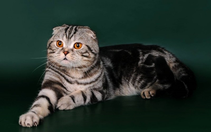Вислоухие котята британцы