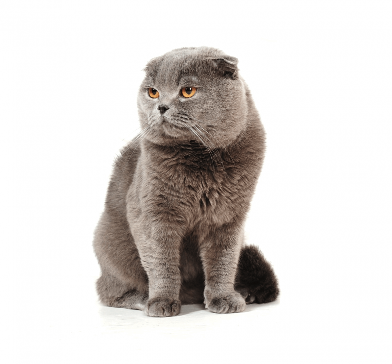 Скоттиш фолд британец вислоухий