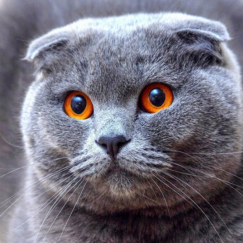 Скоттиш-фолд Шотландская вислоухая