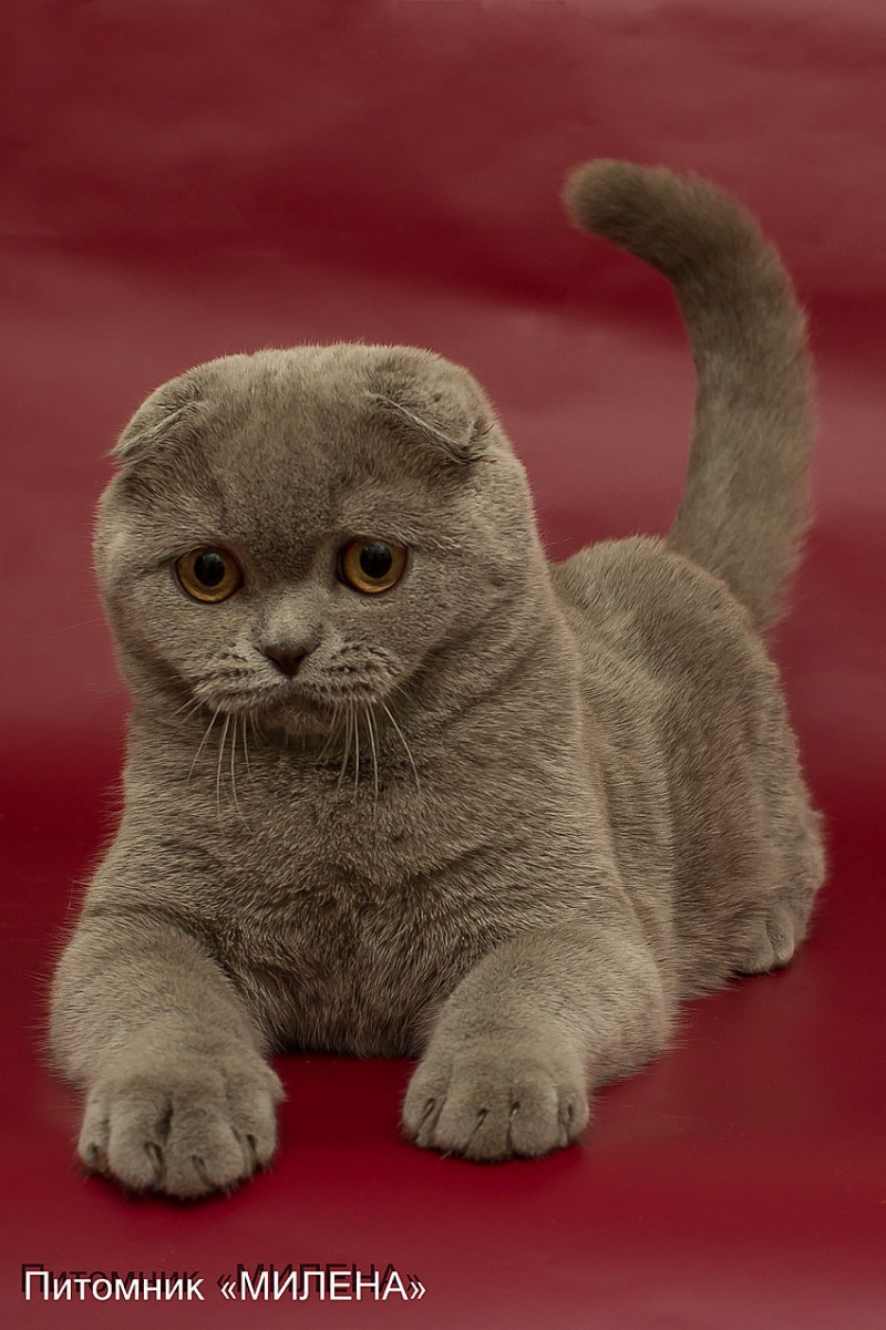 Британский вислоухий кот