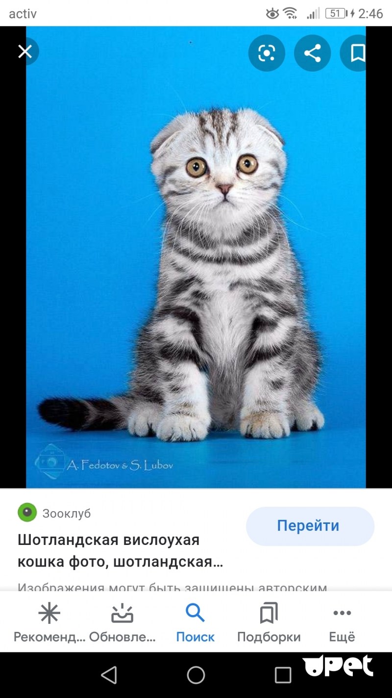 Скоттиш страйт вислоухий