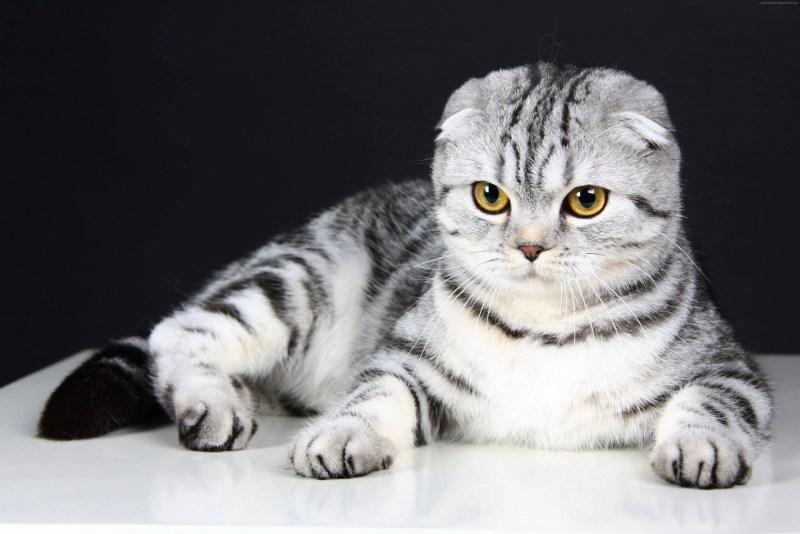 Скоттиш-фолд Шотландская вислоухая кошка