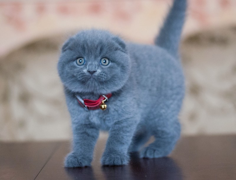 Шотландский вислоухий кот скоттиш фолд