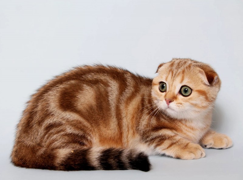 Шотландская вислоухая кошка