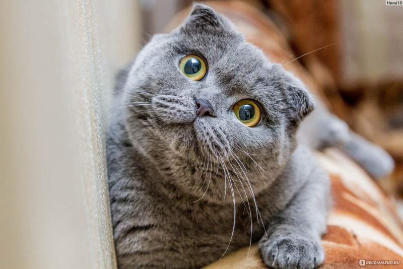 Скоттиш фолд котята