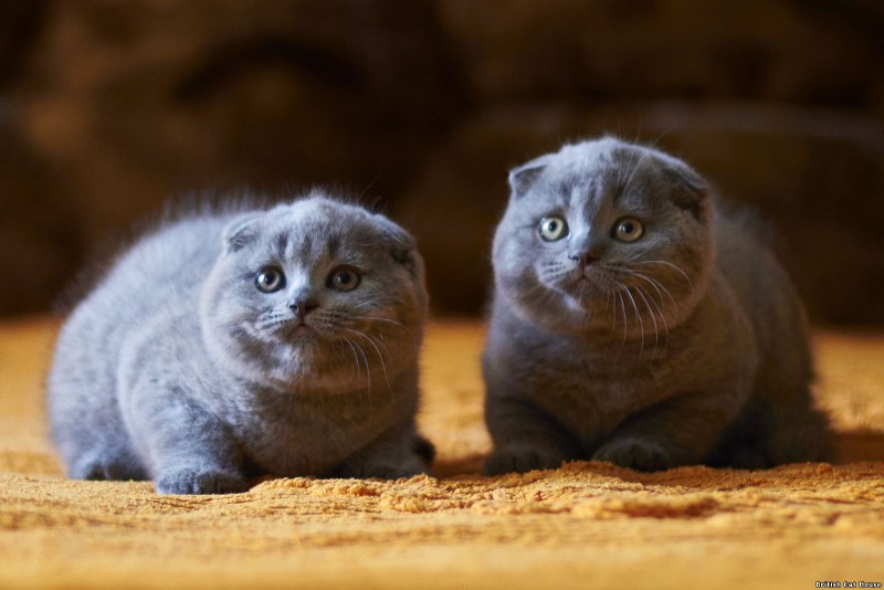 Скоттиш-фолд Шотландская вислоухая кошка