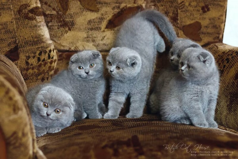 Шотланская Веселуха кошка