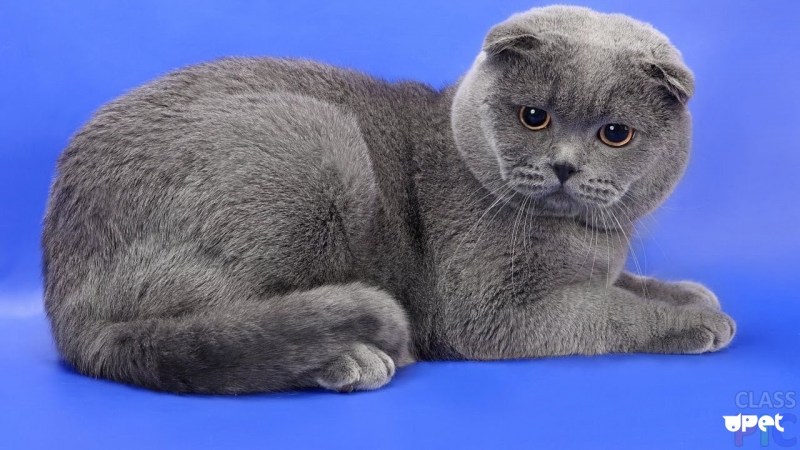 Шотланская Веселуха кошка