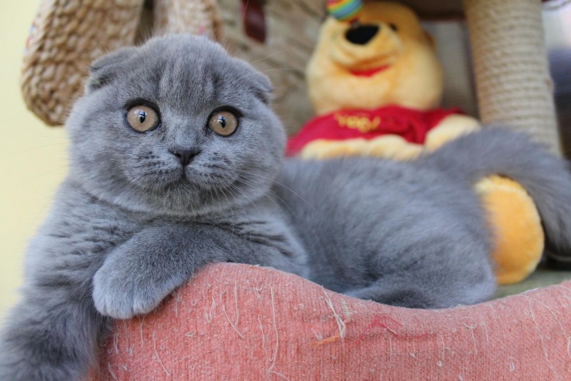Шотландские вислоухие коты