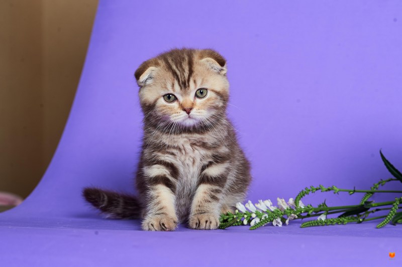Шотландская вислоухая кошка