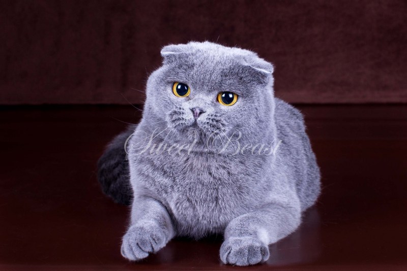 Шотландец кот