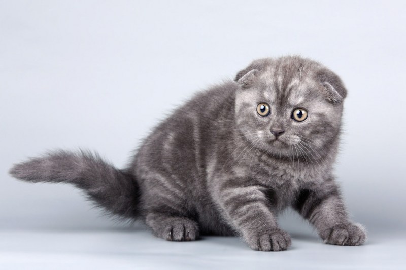 Шотландская вислоухая кошка серая