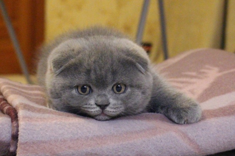 Скоттиш-фолд Шотландская