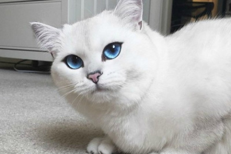 Британский короткошёрстный кот Коби