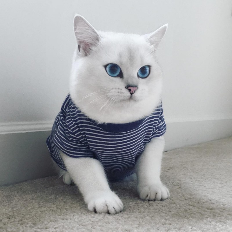 Британский кот Коби