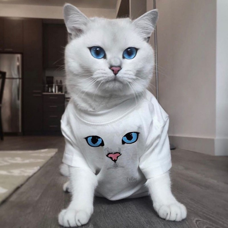 Самые красивые коты мира