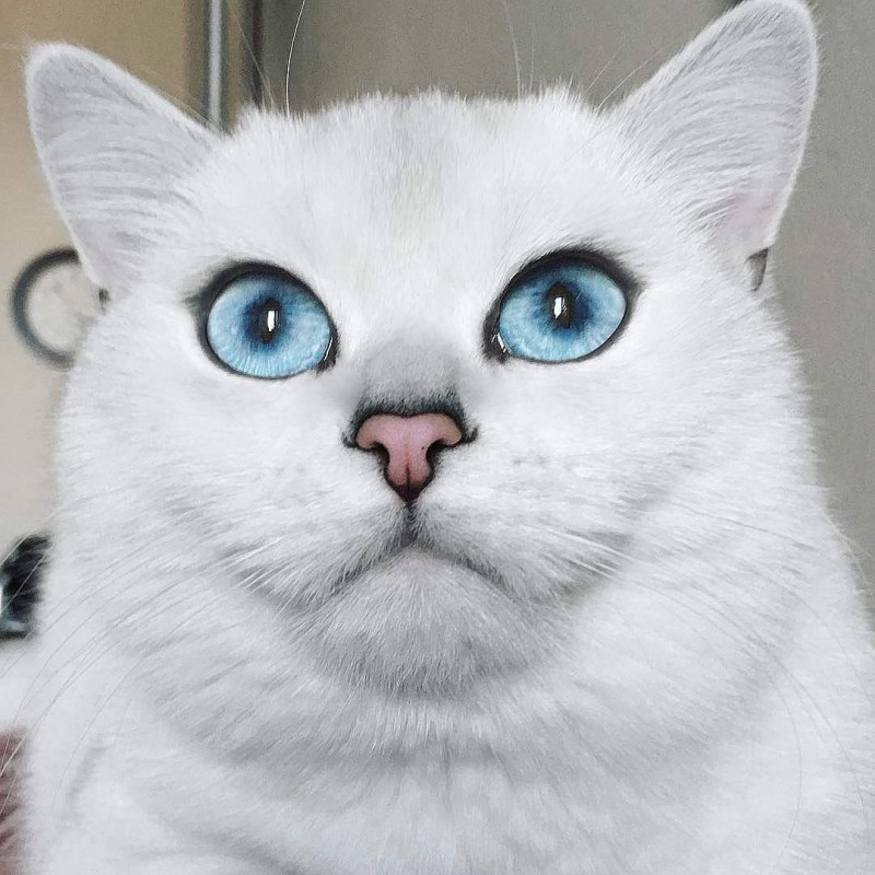 Полосатый Коби кошка