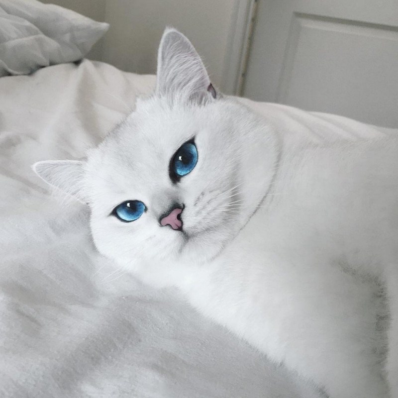 Шиншилла Пойнт Коби
