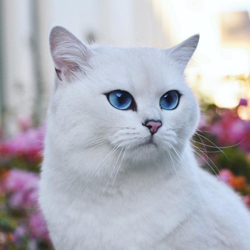 Бурмилла шиншилла