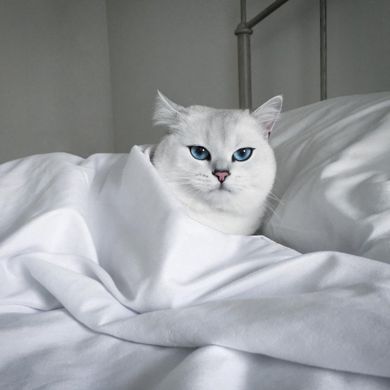 Кот Коби Британская шиншилла