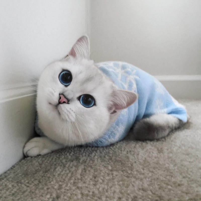 Британский кот Коби