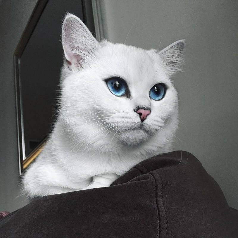 Британский кот Коби