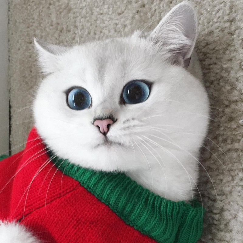 Британский короткошёрстный кот Коби