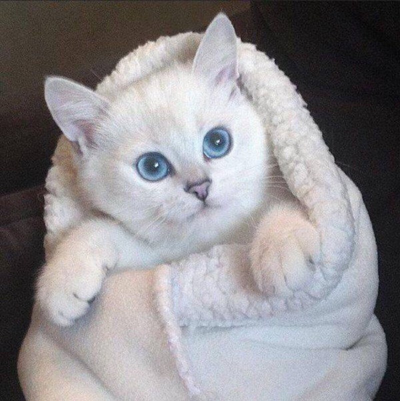 Белая Британская шиншилла Коби