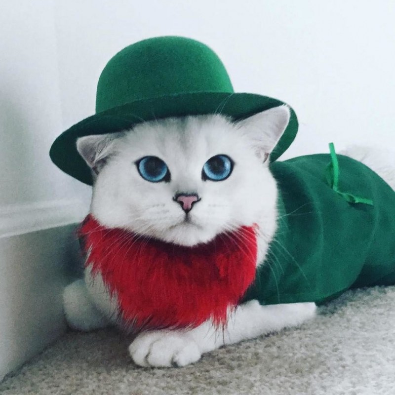 Коби котенок