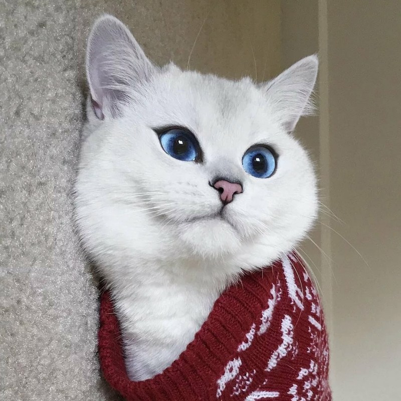 Британский кот Коби