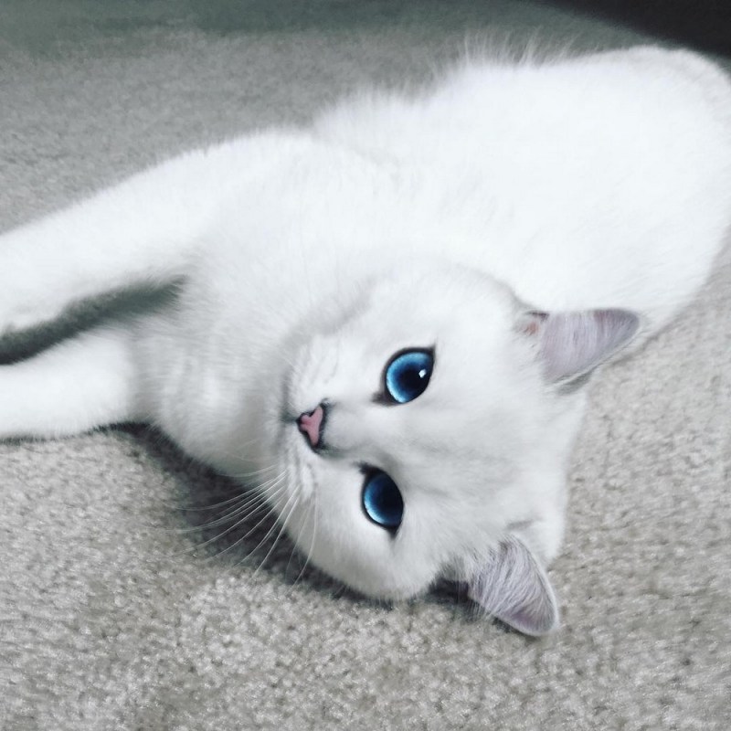 Коби котенок