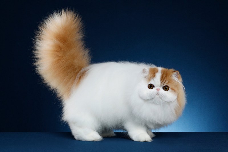 Манчкин кошка экзот