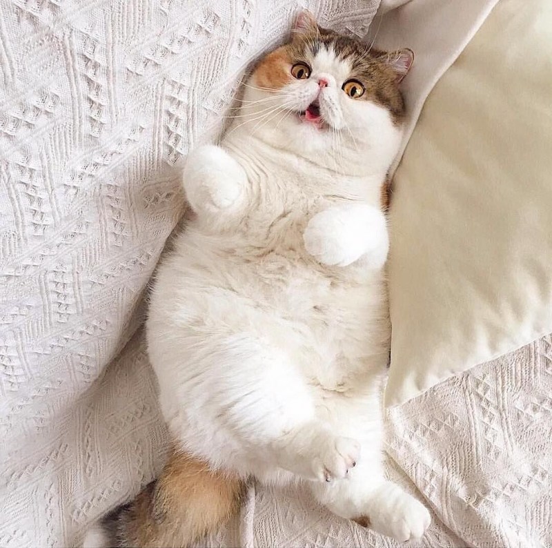 Толстые коты милые