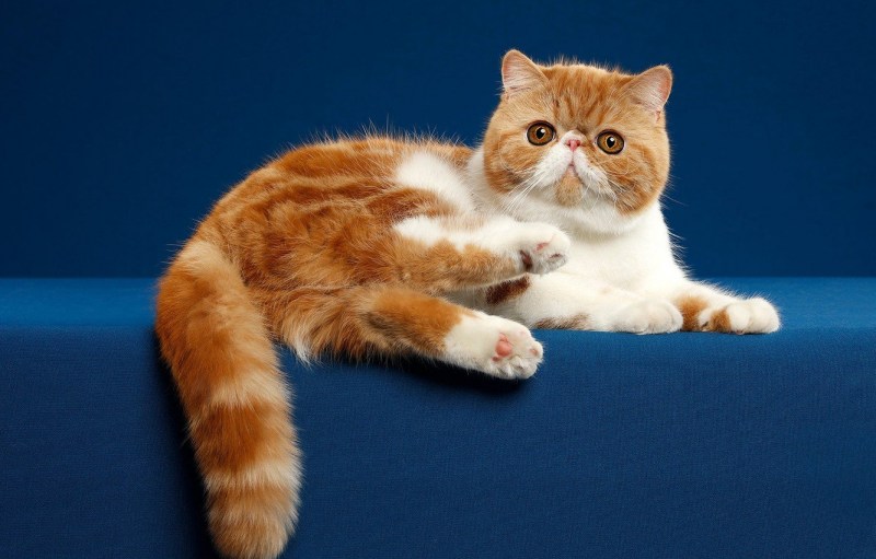 Короткошерстный экзот рыжий