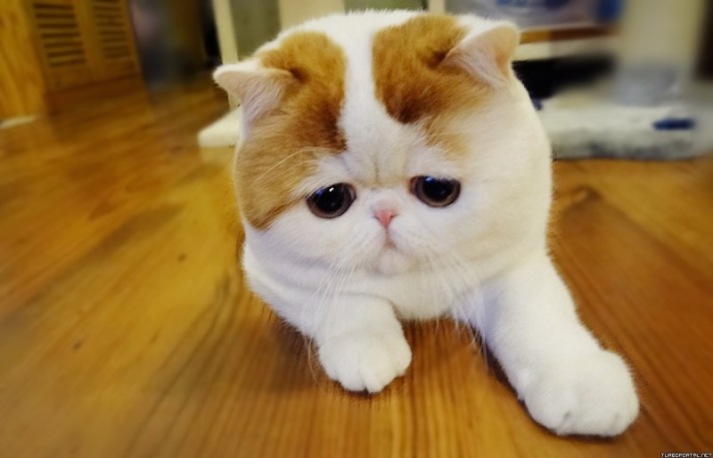 Японский кот Снупи