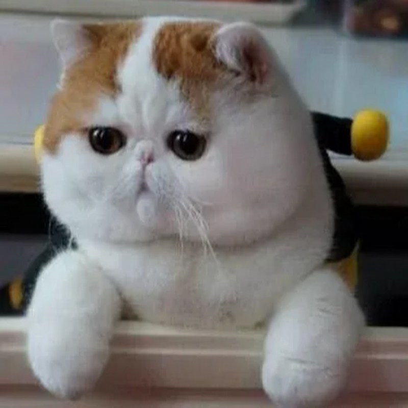 Экзотическая кошка Манчкин