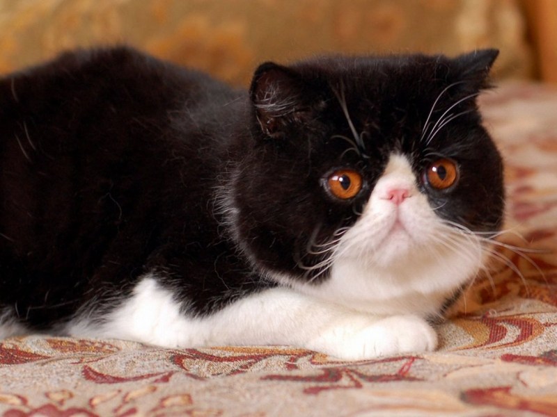 Экзотическая кошка (кот экзот)